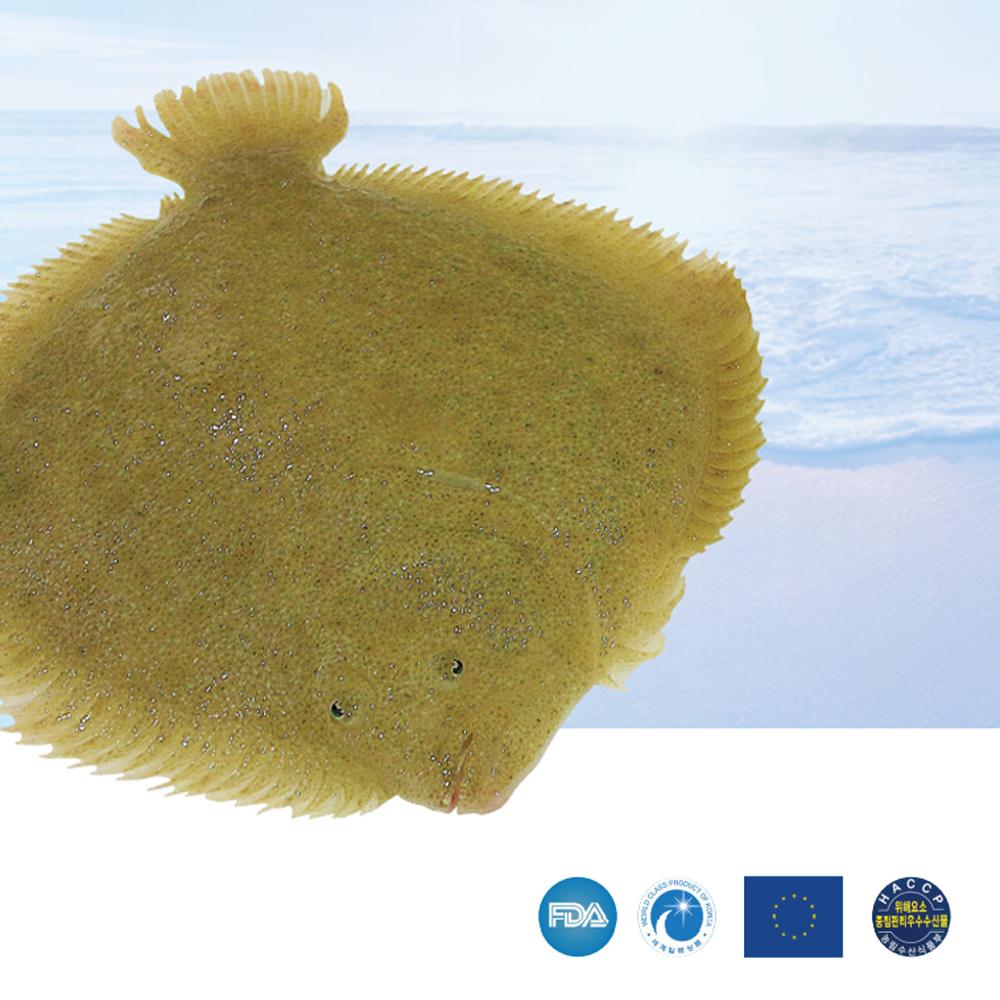 Live Golden Turbot  from Jeju, Korea