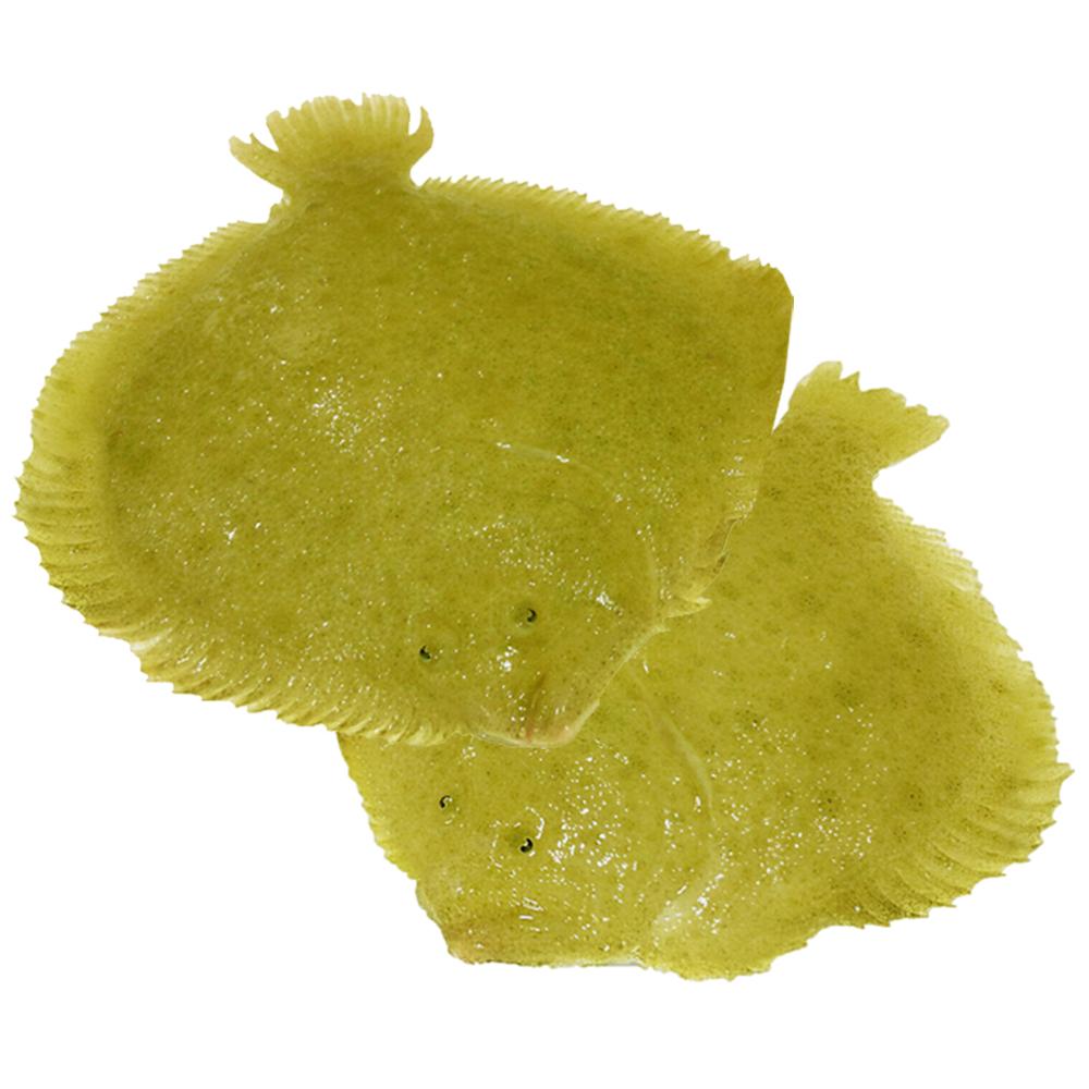 Live Golden Turbot  from Jeju, Korea