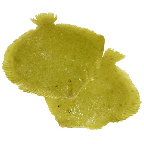 Live Golden Turbot  from Jeju, Korea | Fresh seafood, seafood, live fish, snow crabs, crustaceans, king crabs, Russian king crabs, Fresh seafood, seafood, live fish, snow crabs, crustaceans, king crabs, Russian king crabs