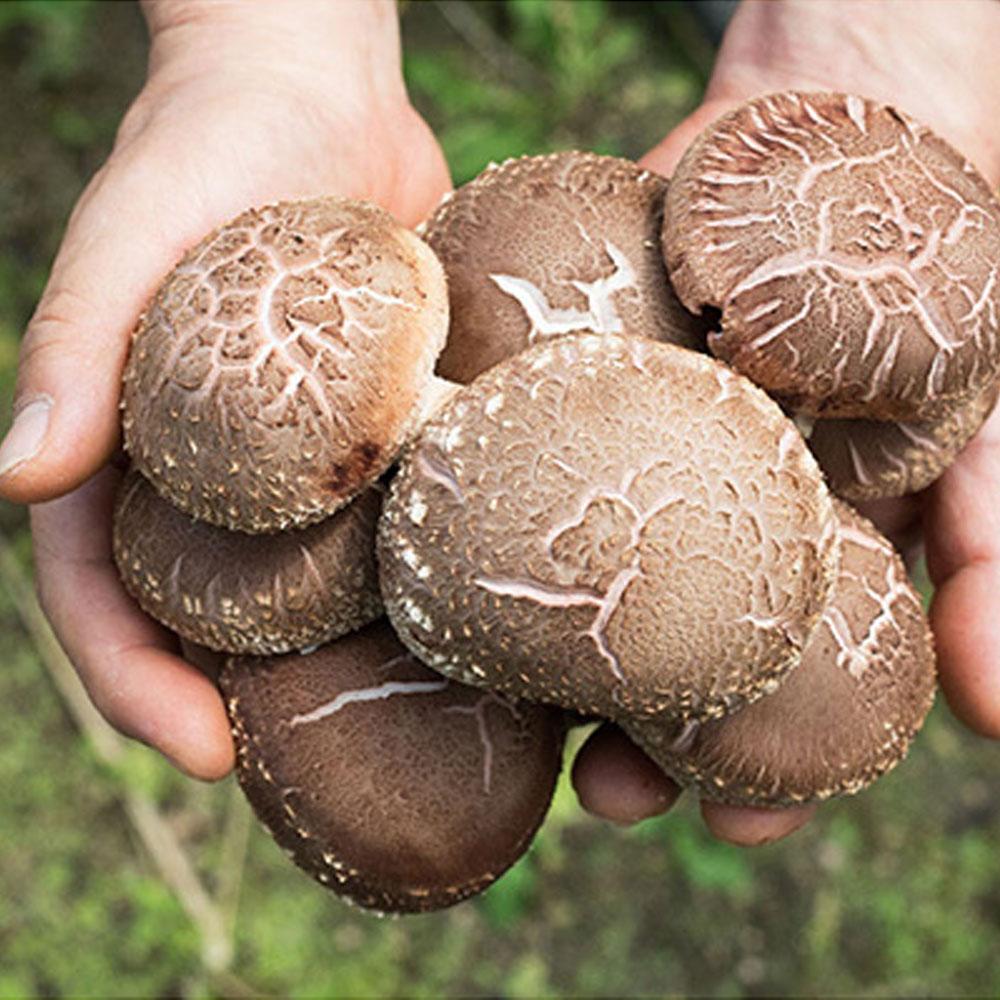 Whole mushrooms for flavor soup oak wood cultivation organic shiitake mushrooms